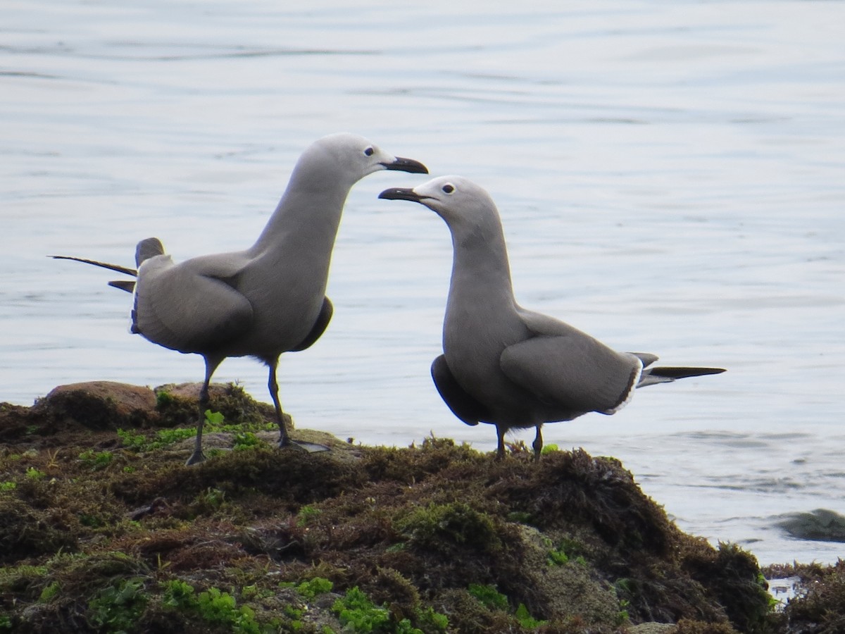 racek tmavý - ML645450393