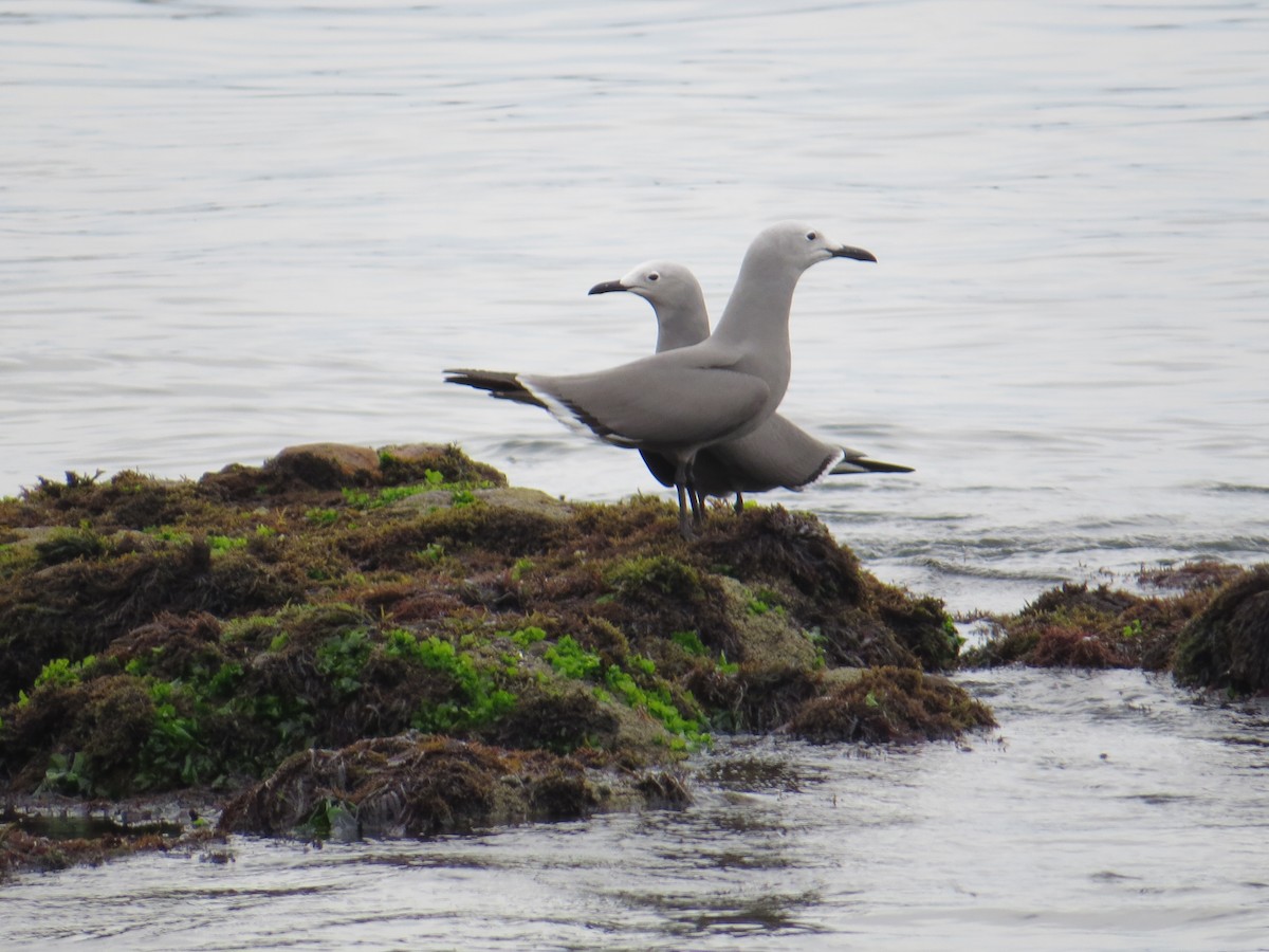 racek tmavý - ML645450394