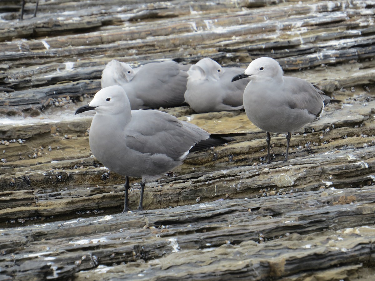 racek tmavý - ML645450395