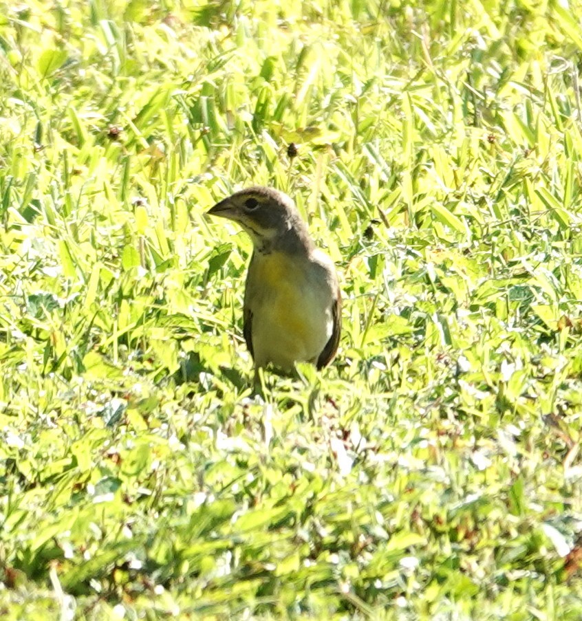 Dickcissel - ML645450400