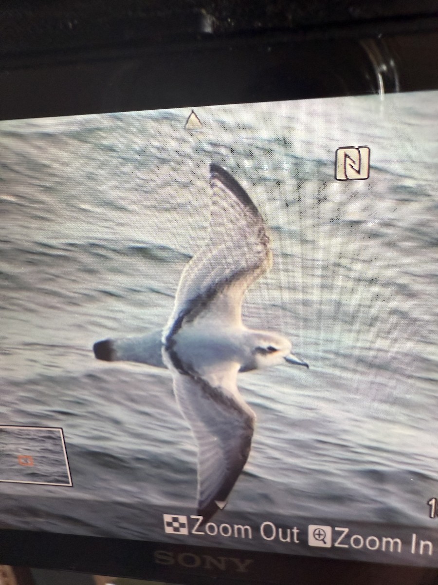 Antarctic Prion - ML645450402