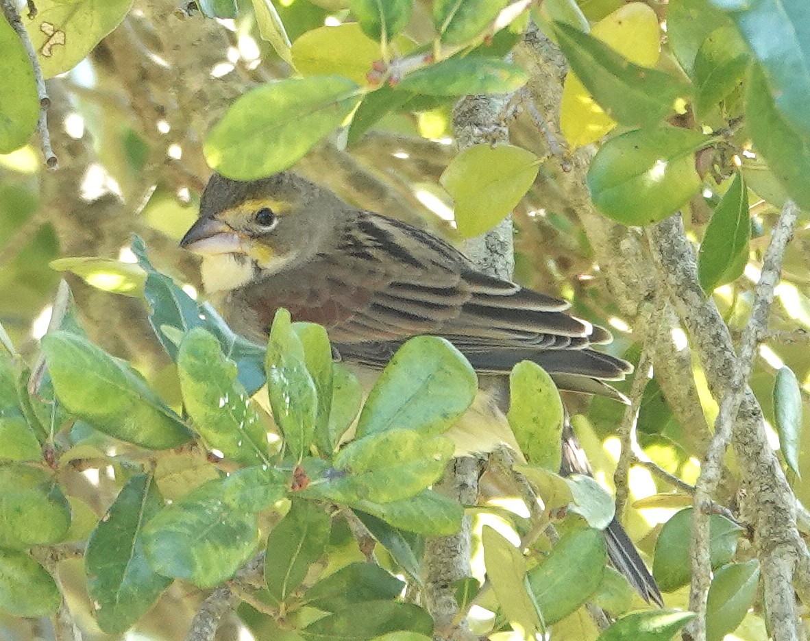 Dickcissel - ML645450406