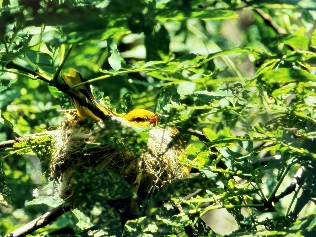 Eurasian Golden Oriole - ML645450412