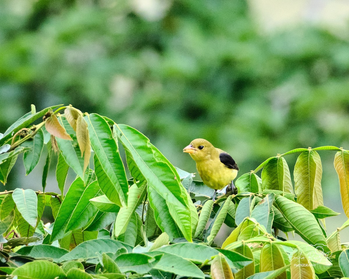 Scarlet Tanager - ML645450417