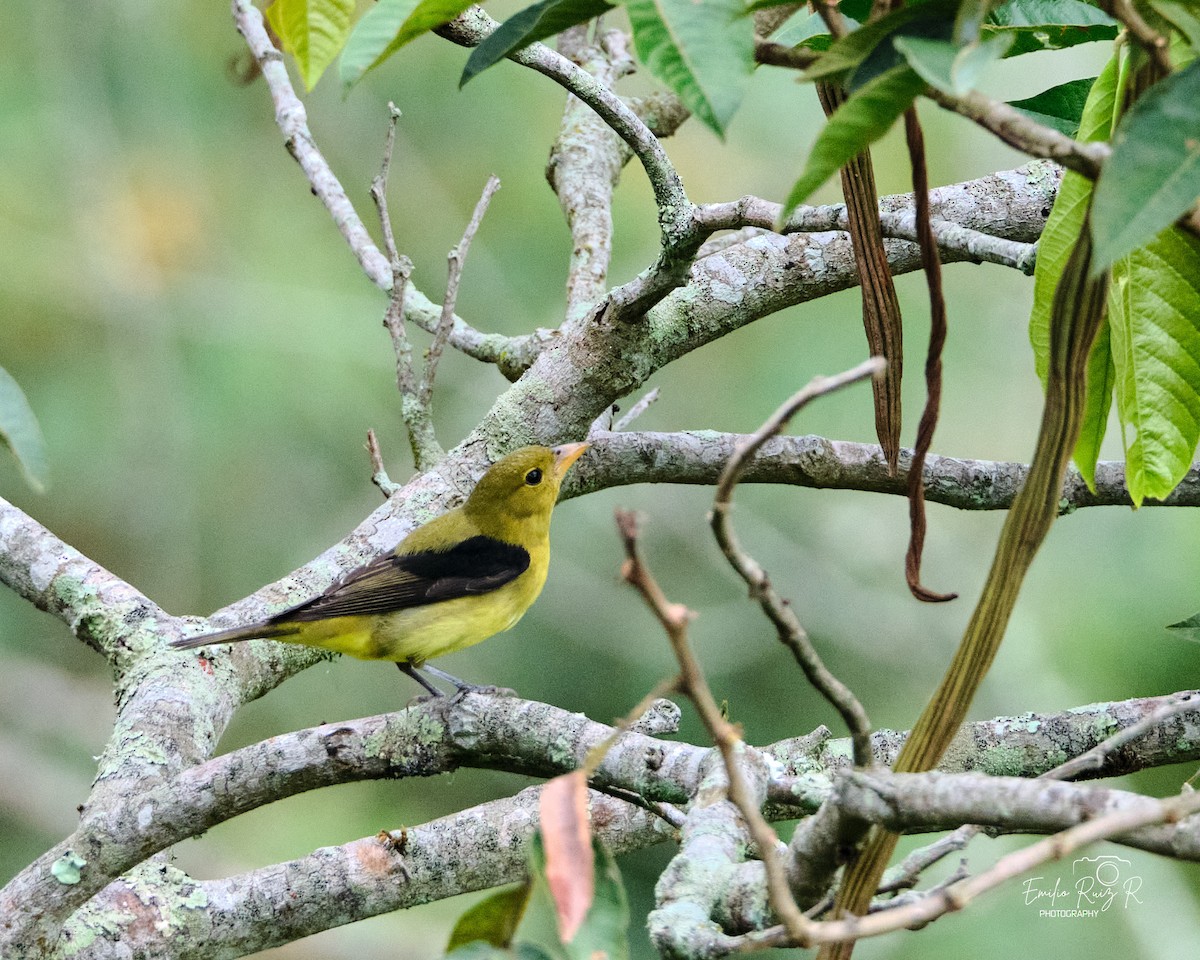 Scarlet Tanager - ML645450422