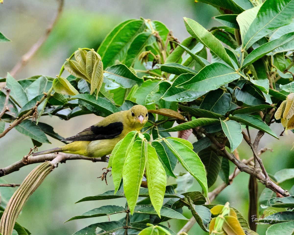 Scarlet Tanager - ML645450423