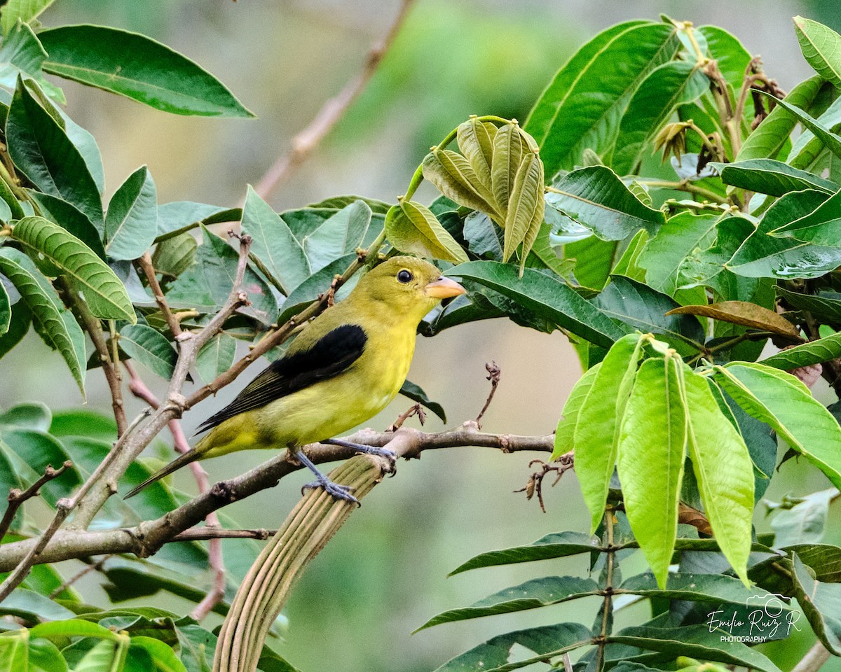 Scarlet Tanager - ML645450424