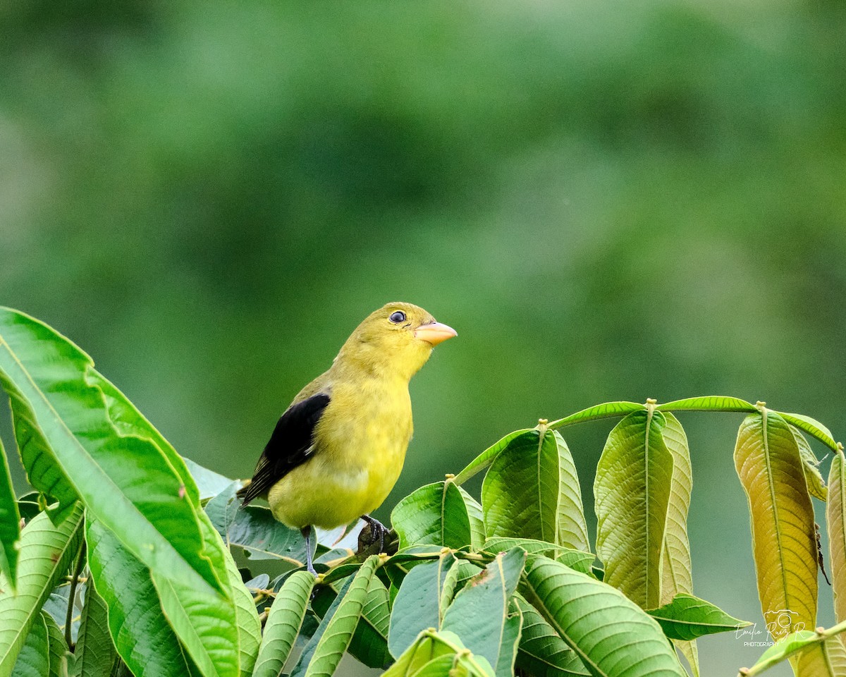 Scarlet Tanager - ML645450425