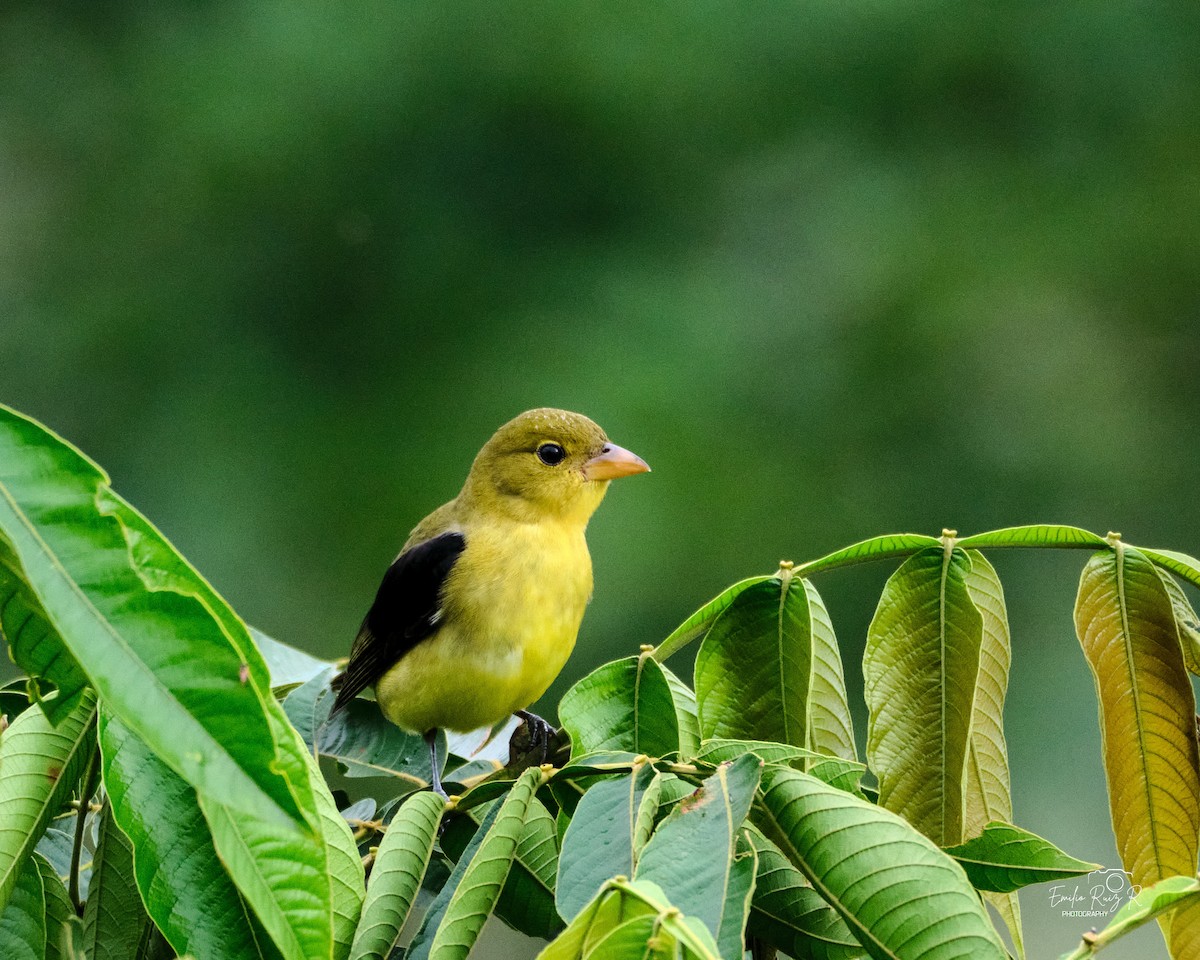 Scarlet Tanager - ML645450426