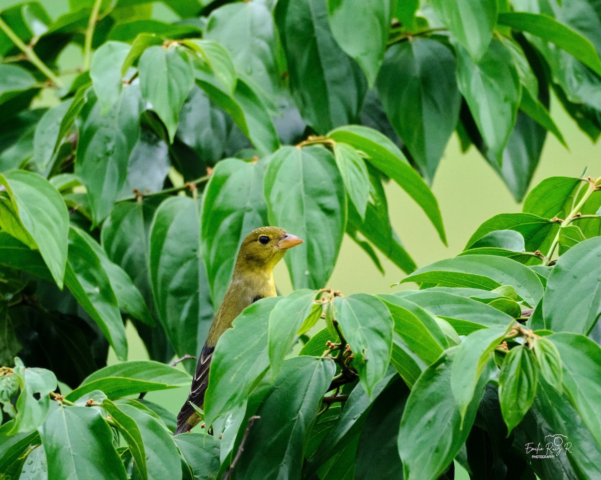 Scarlet Tanager - ML645450427