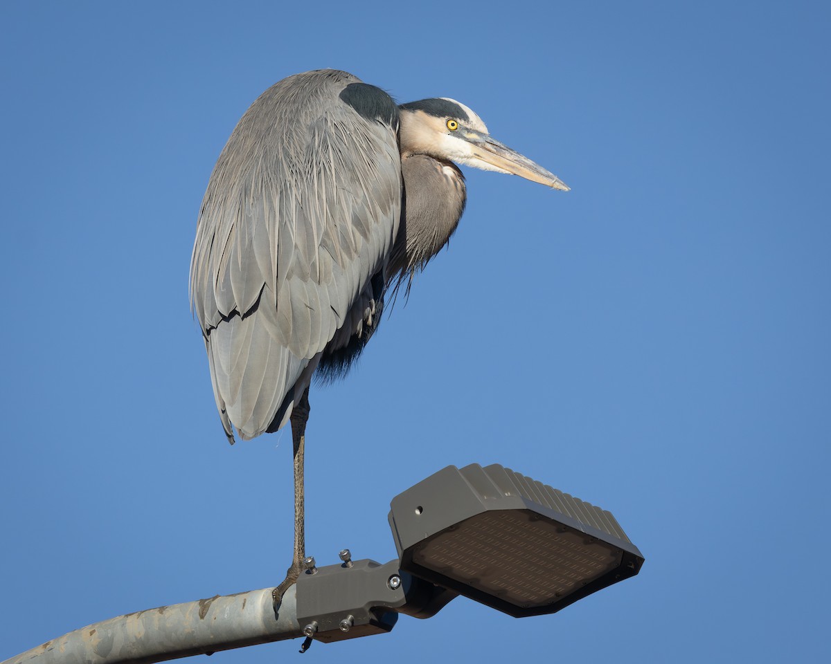 Great Blue Heron - ML645450442