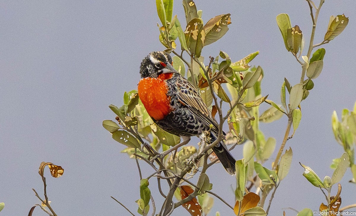 ペルームネアカマキバドリ - ML645450443