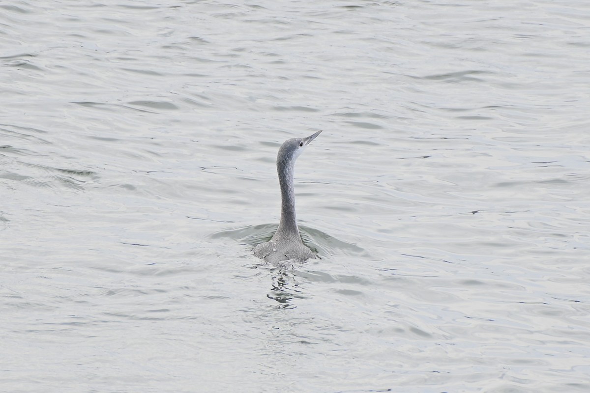 potáplice malá - ML645450447