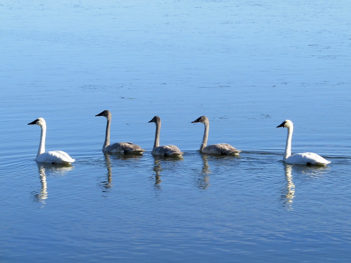 Trumpeter Swan - ML645450451