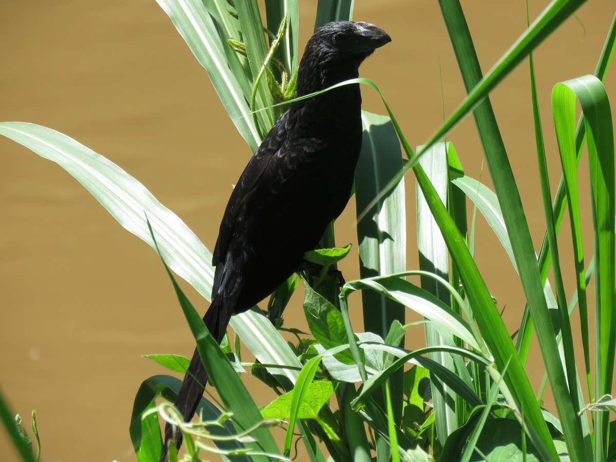 Smooth-billed Ani - ML645450452