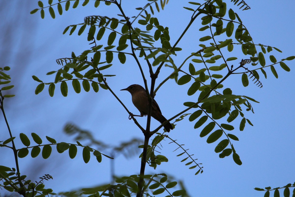 Small-billed Elaenia - ML645450458
