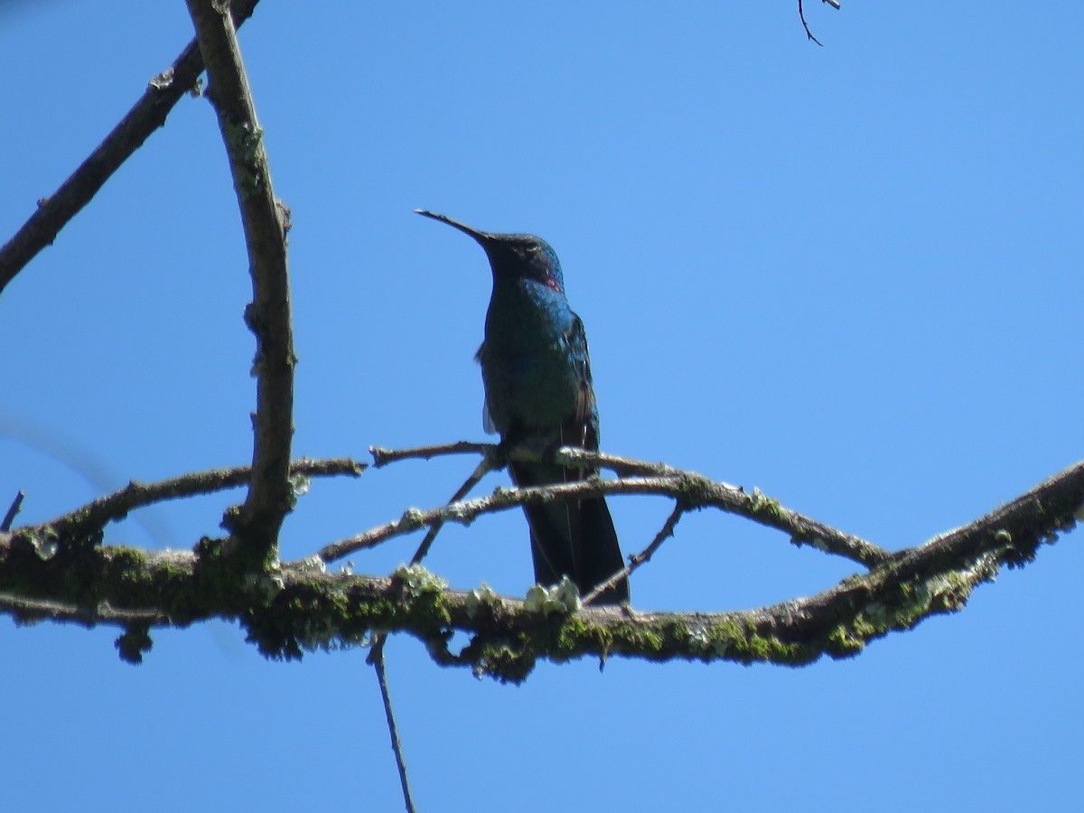 Колібрі синьочеревий - ML645450460