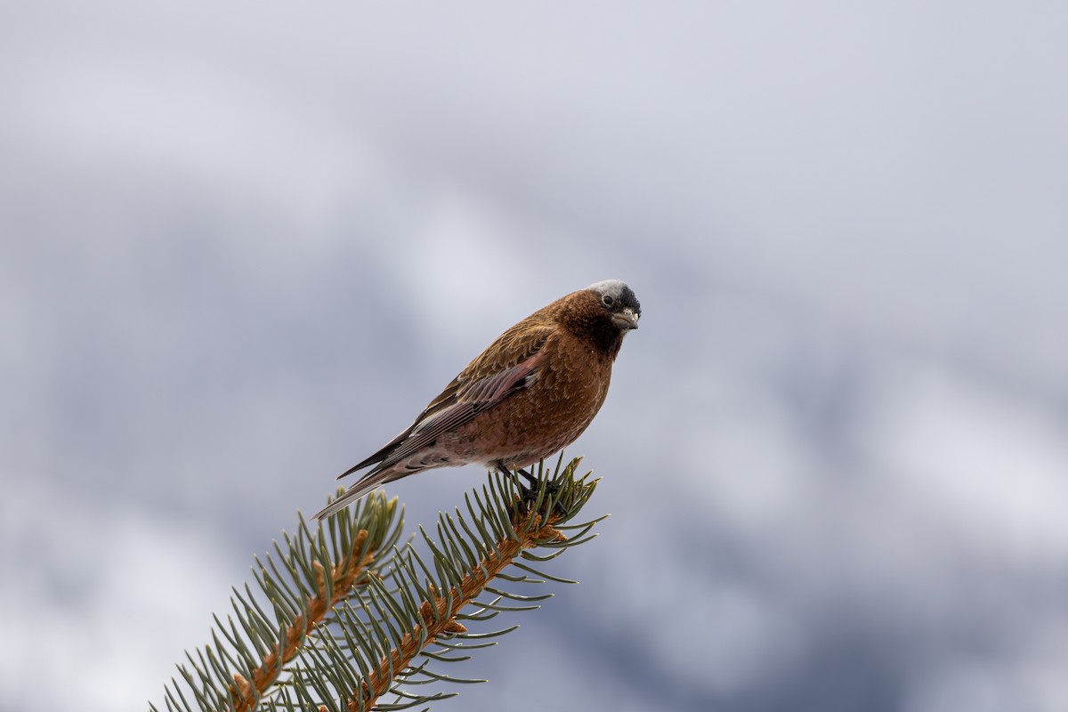 Катуньчик сивоголовий - ML645450461