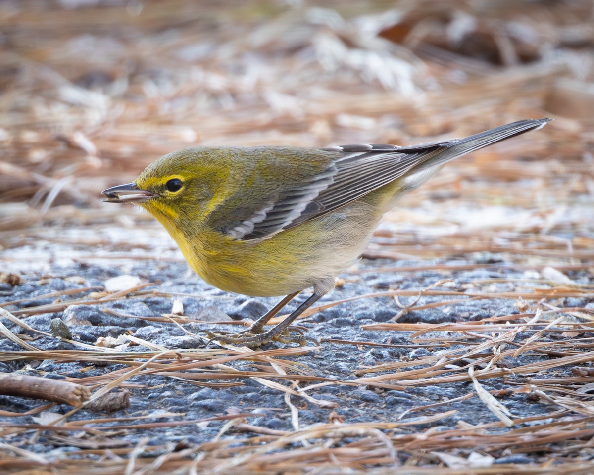 Пісняр-лісовик сосновий - ML645450462