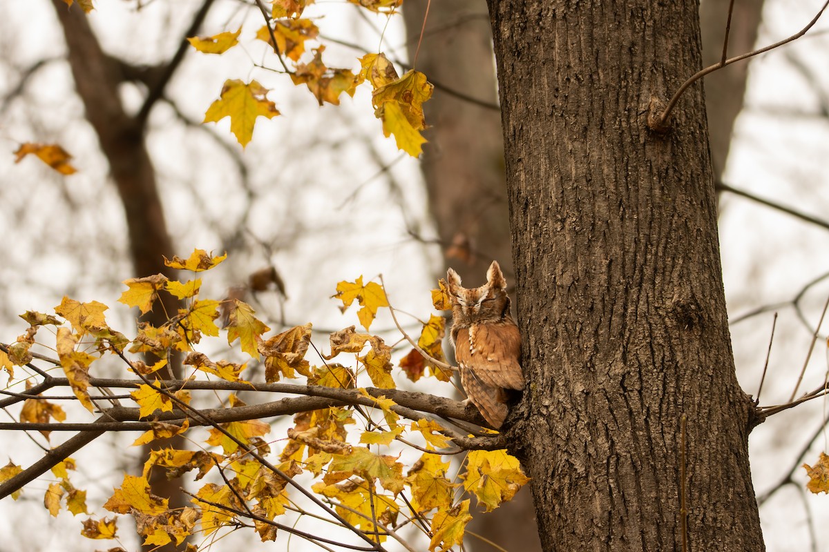 Сплюшка північна [група asio] - ML645450463