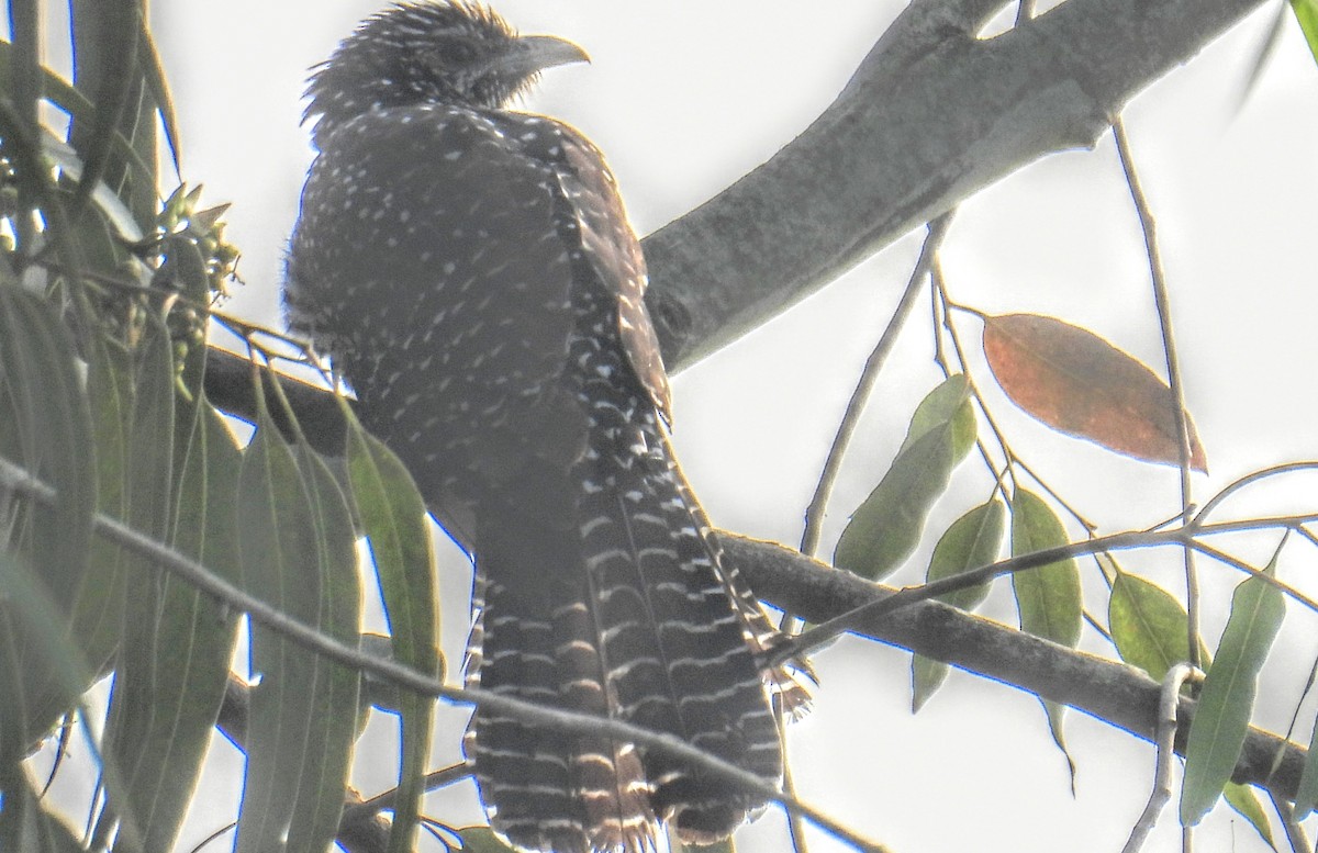 Коель великий - ML645450464