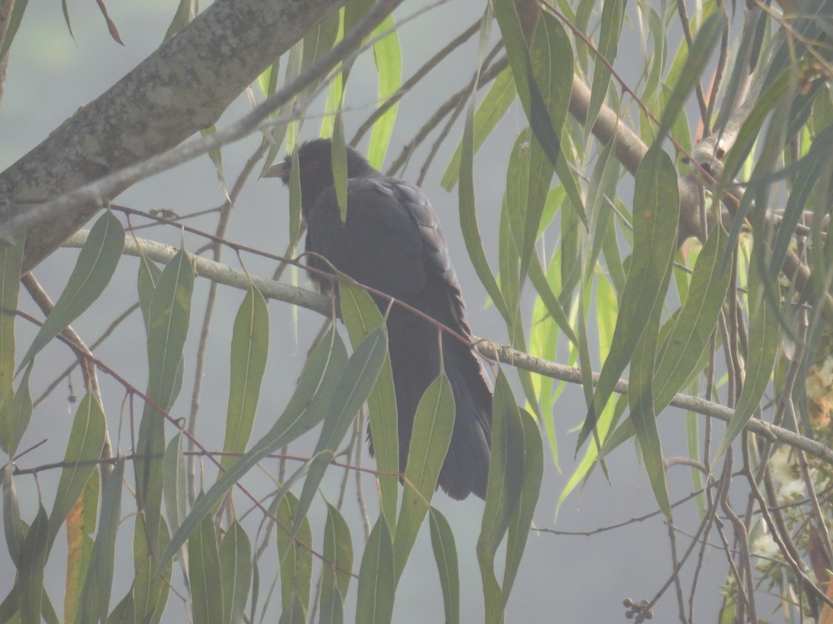 Коель великий - ML645450467