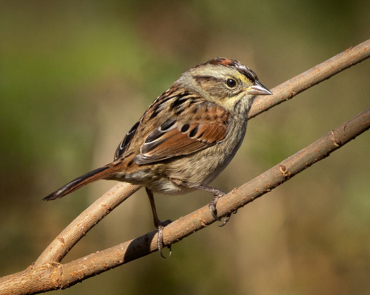 Пасовка болотяна - ML645450468