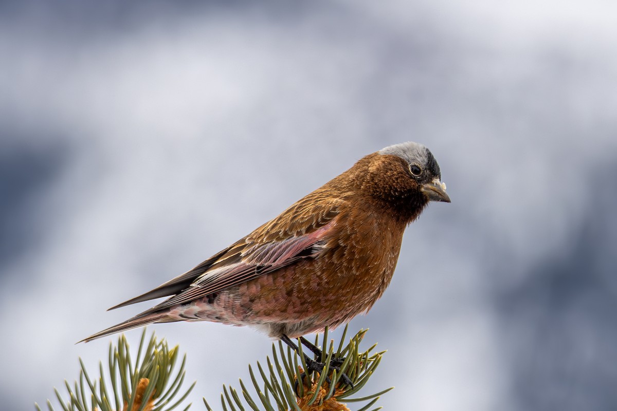 Катуньчик сивоголовий - ML645450469