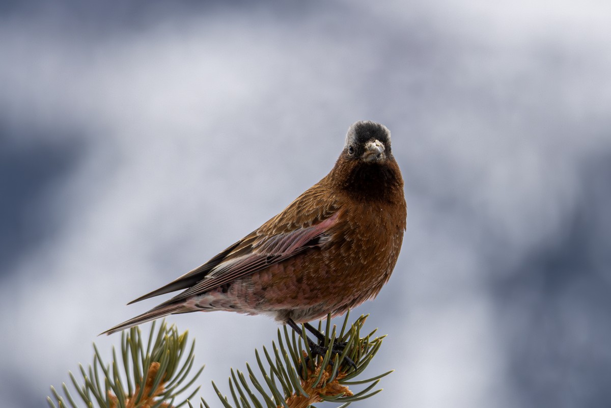 Катуньчик сивоголовий - ML645450470