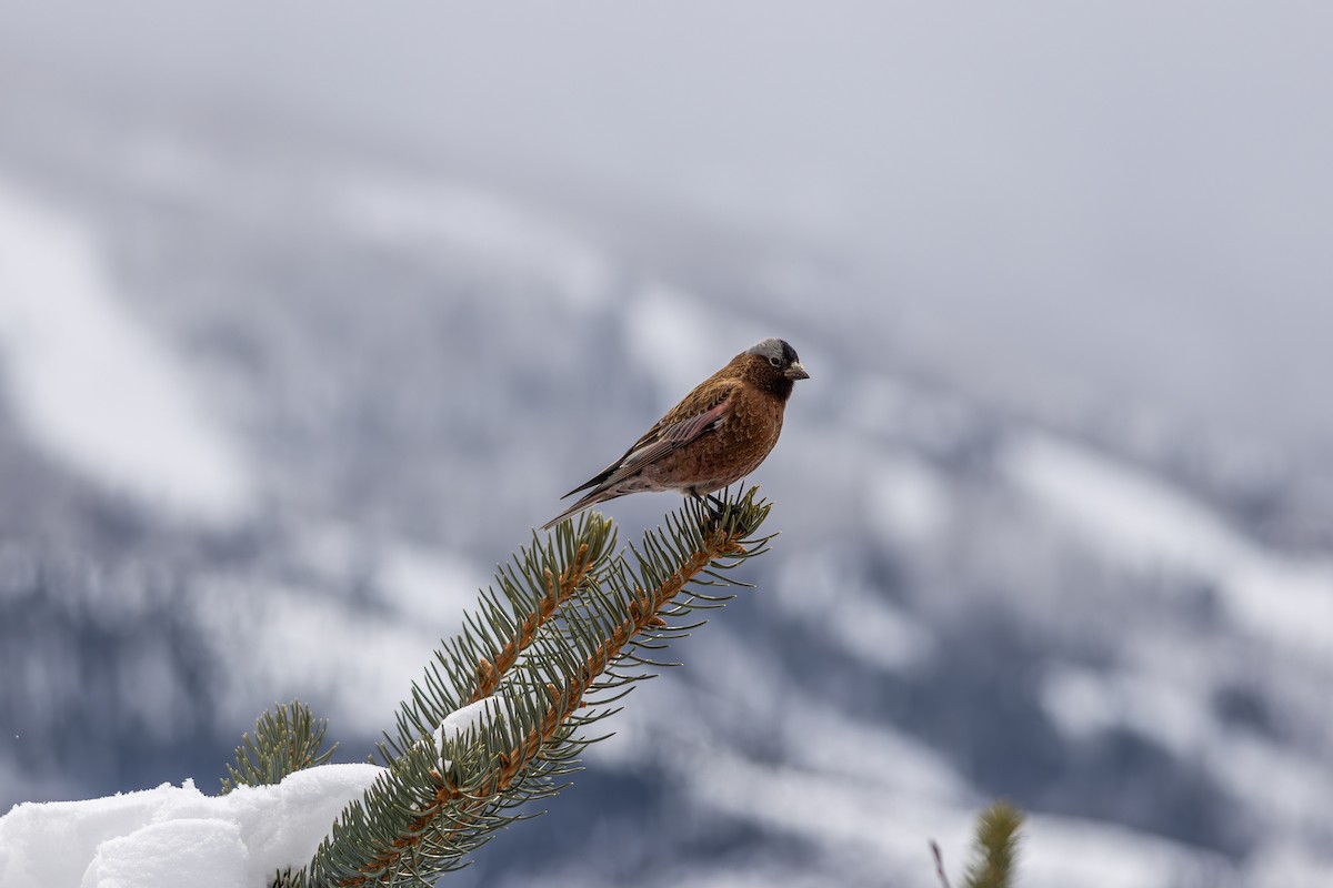 Катуньчик сивоголовий - ML645450471