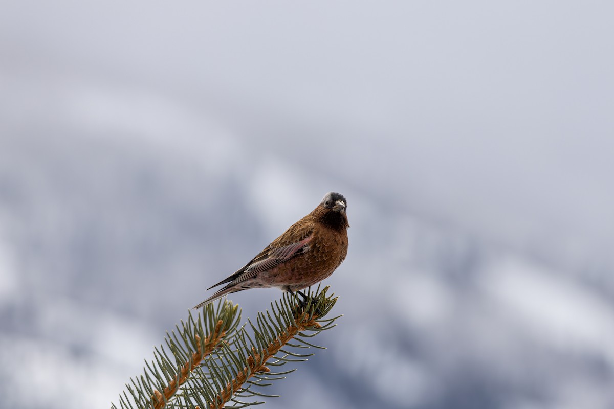 Катуньчик сивоголовий - ML645450472