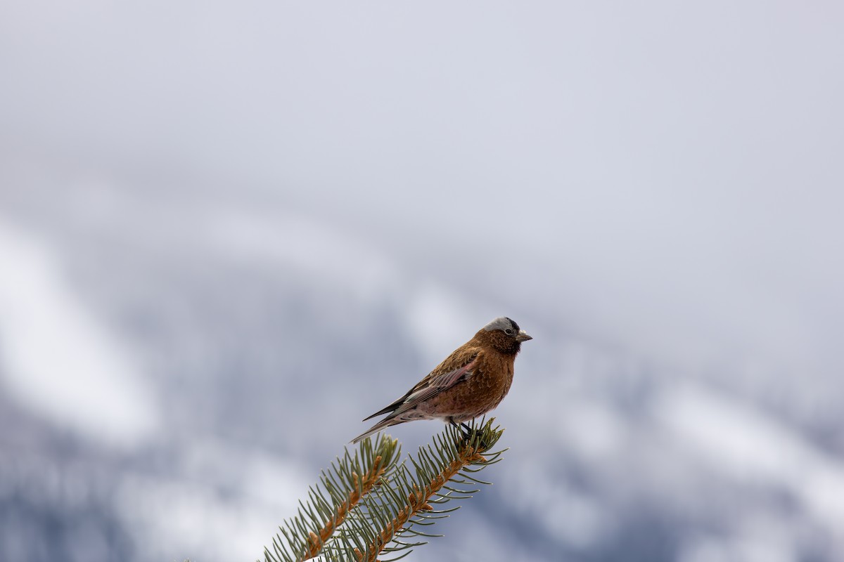 Катуньчик сивоголовий - ML645450473