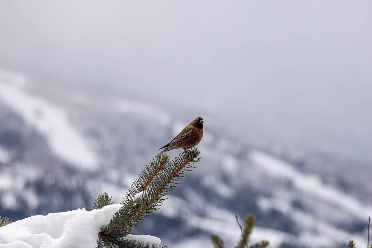 Катуньчик сивоголовий - ML645450474