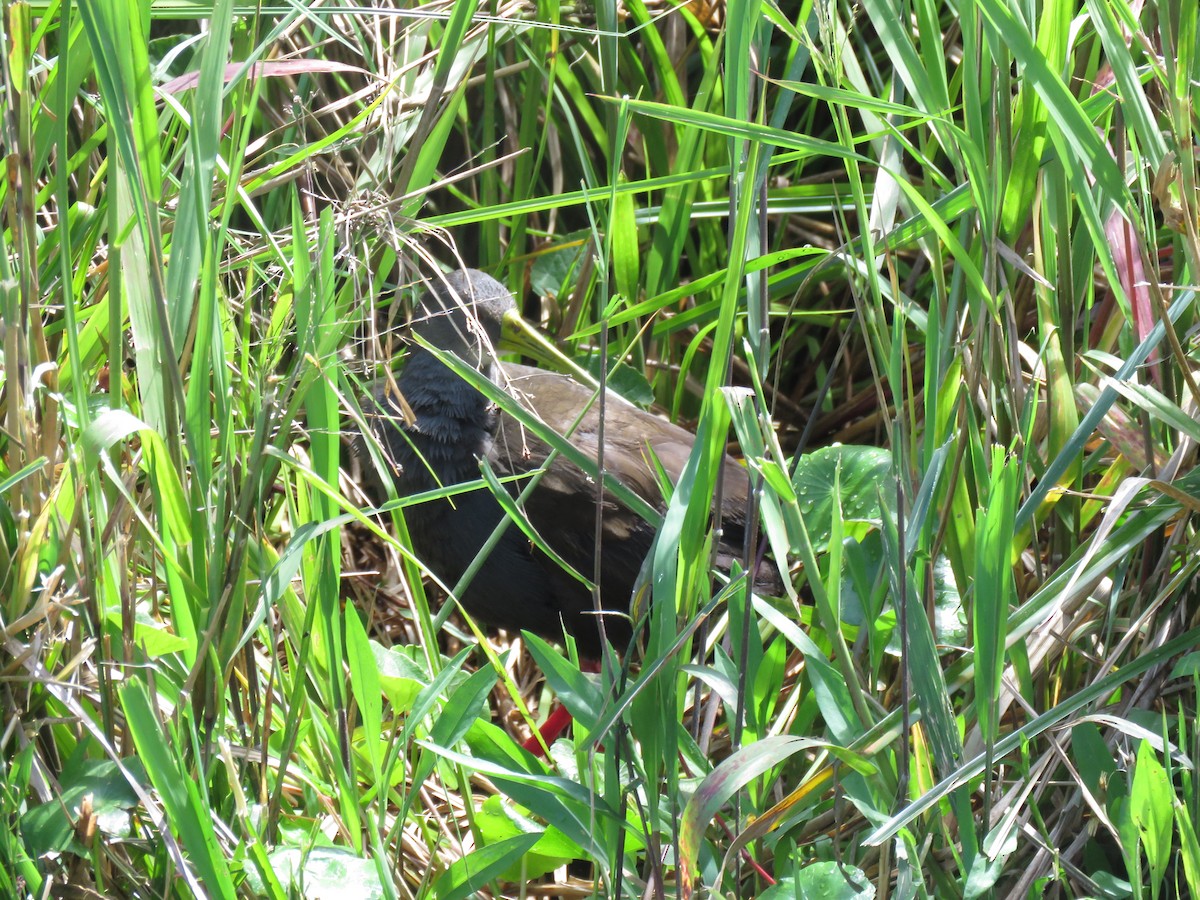 Пастушок світлогорлий - ML645450475