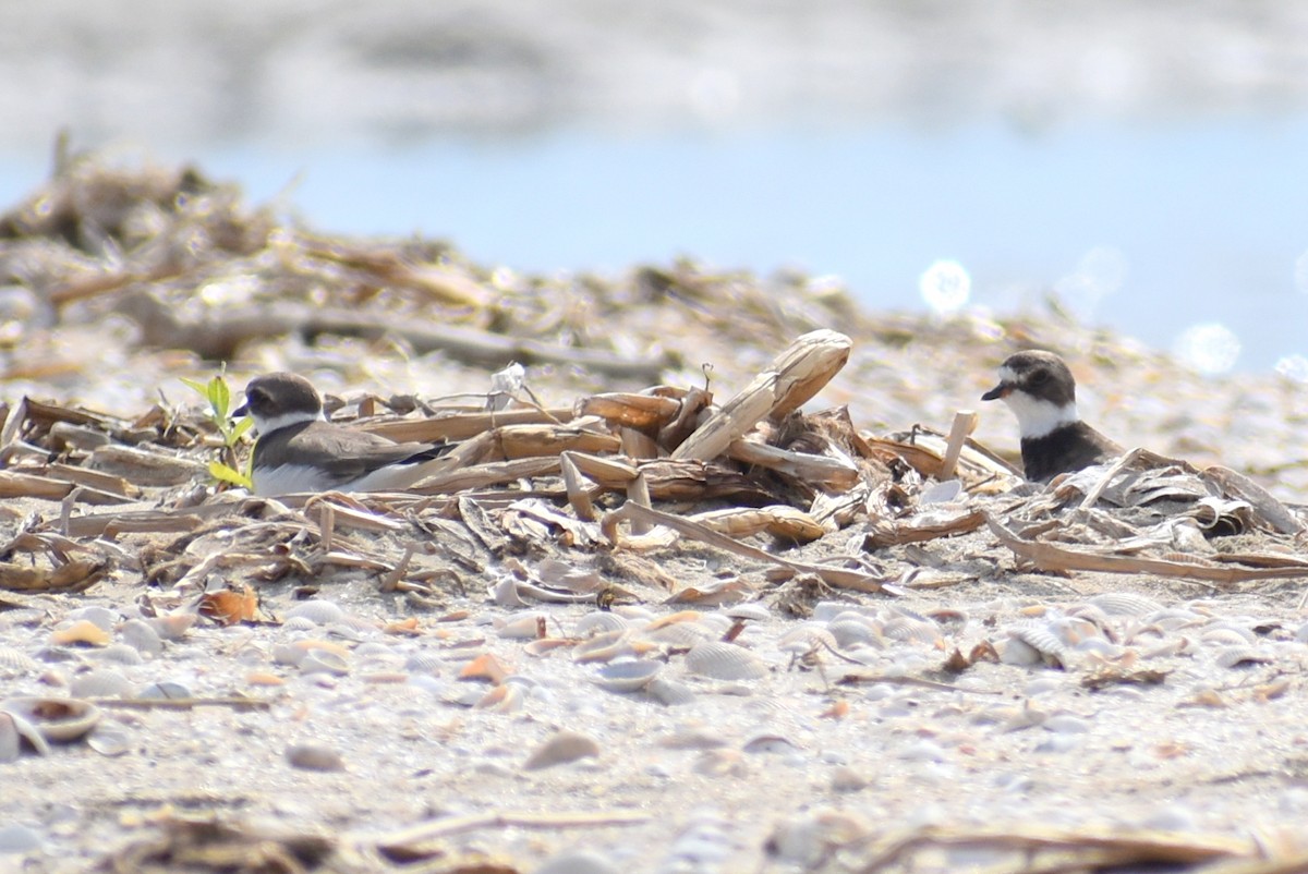 Пісочник канадський - ML645450476