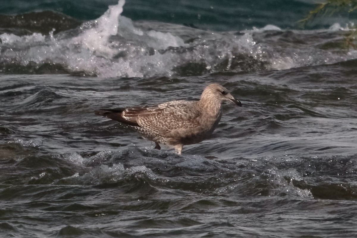 Мартин американський - ML645450477