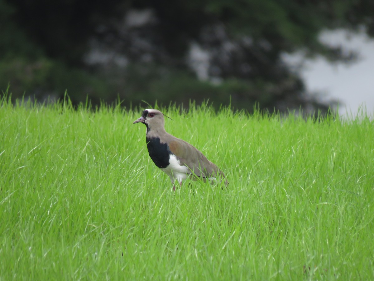 Чайка чилійська - ML645450478