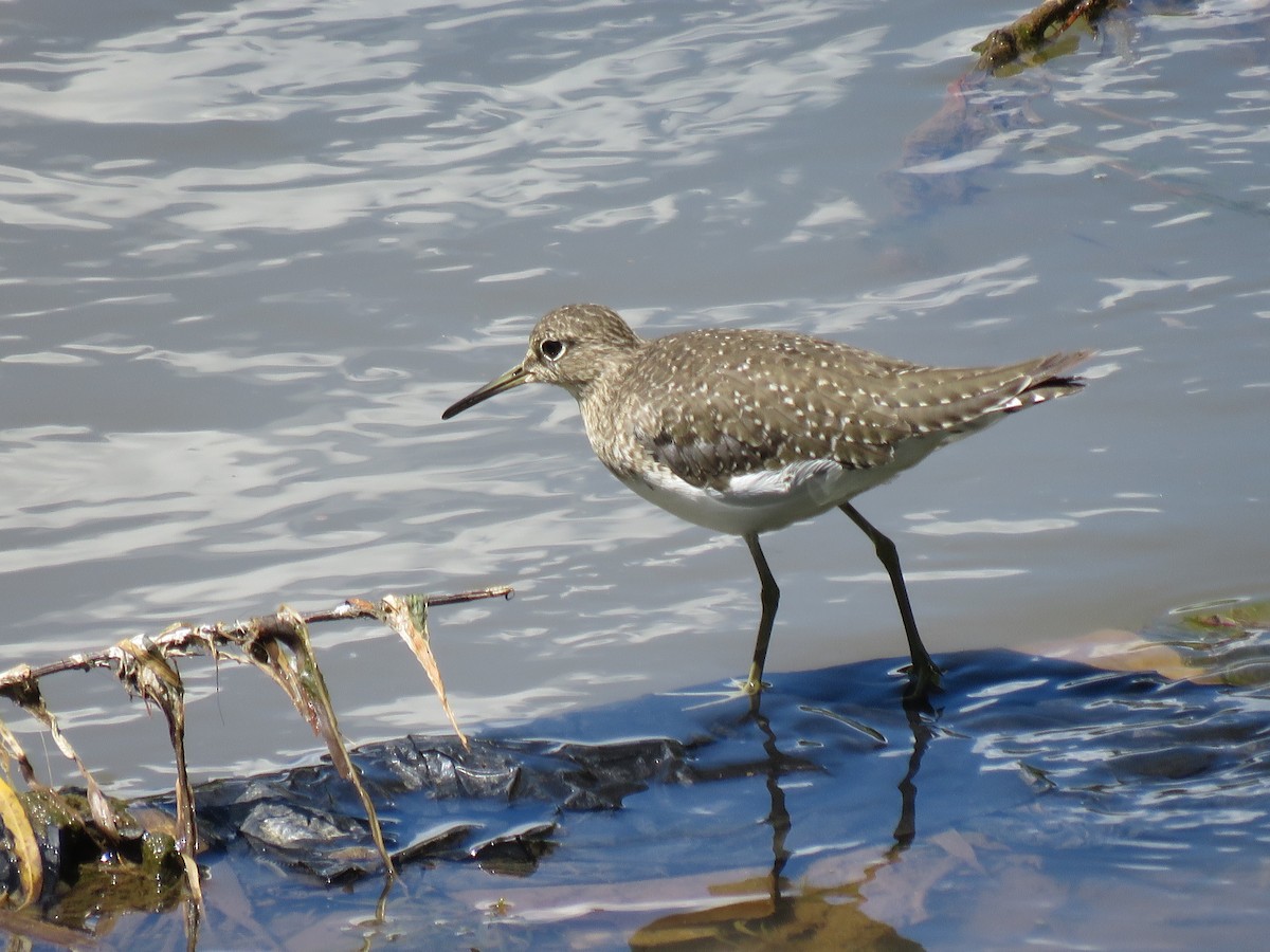 Набережник плямистий - ML645450480
