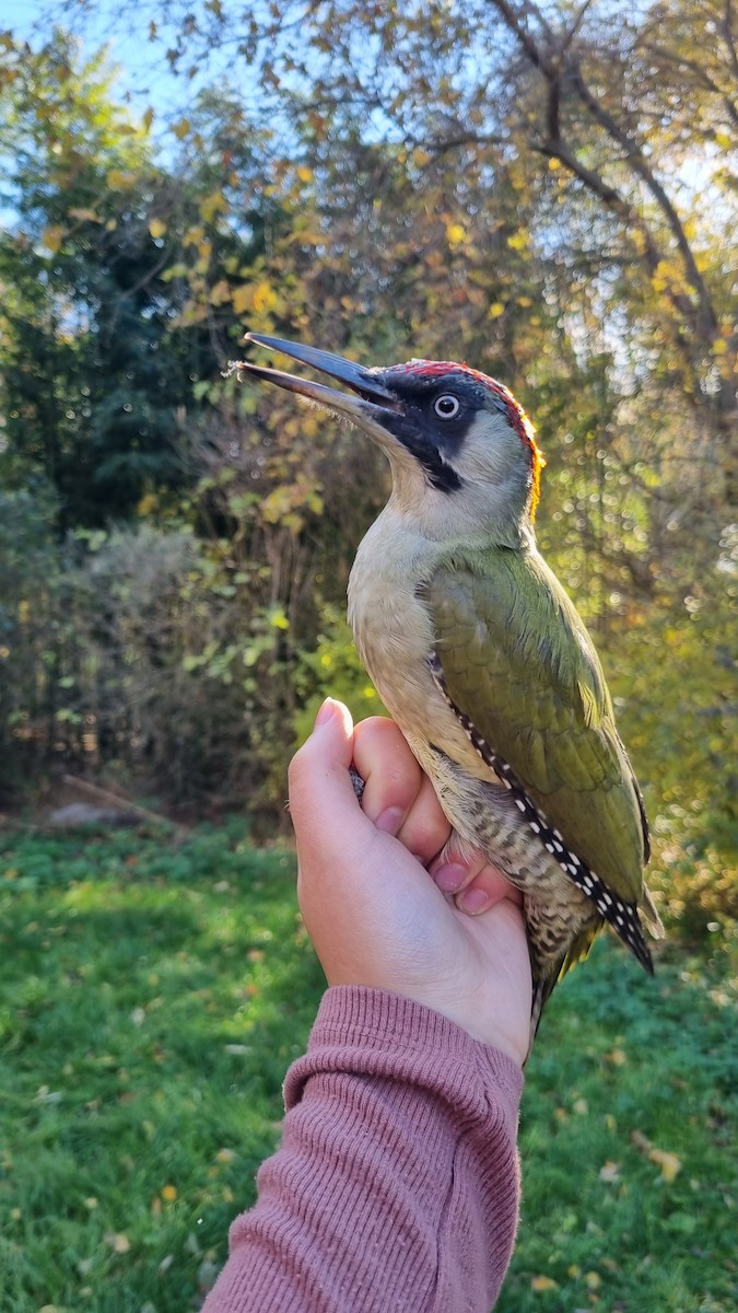 Жовна зелена - ML645450482