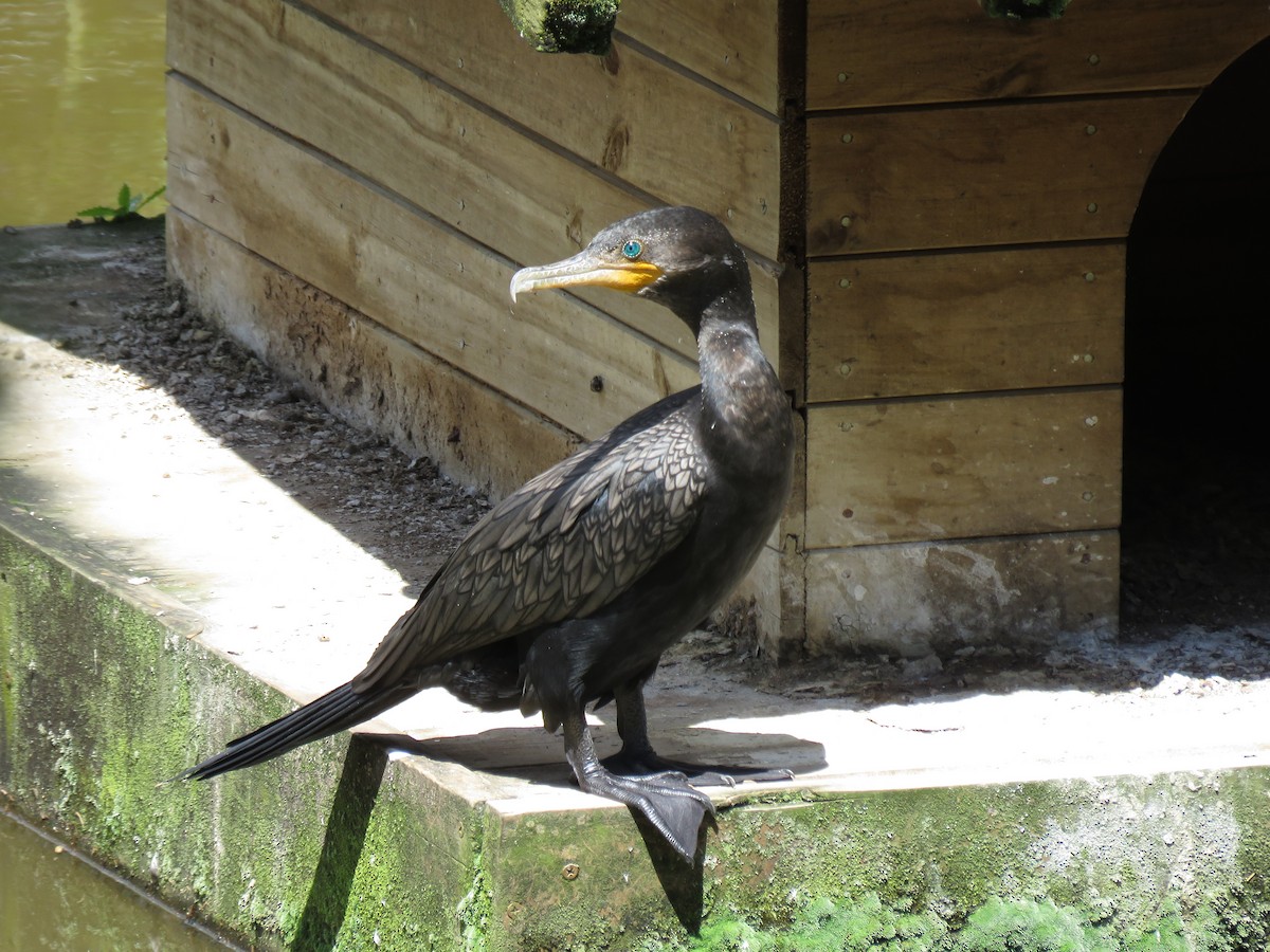 Баклан бразильський - ML645450483