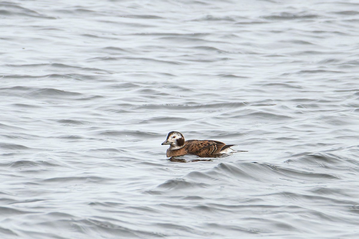 Морянка - ML645450488