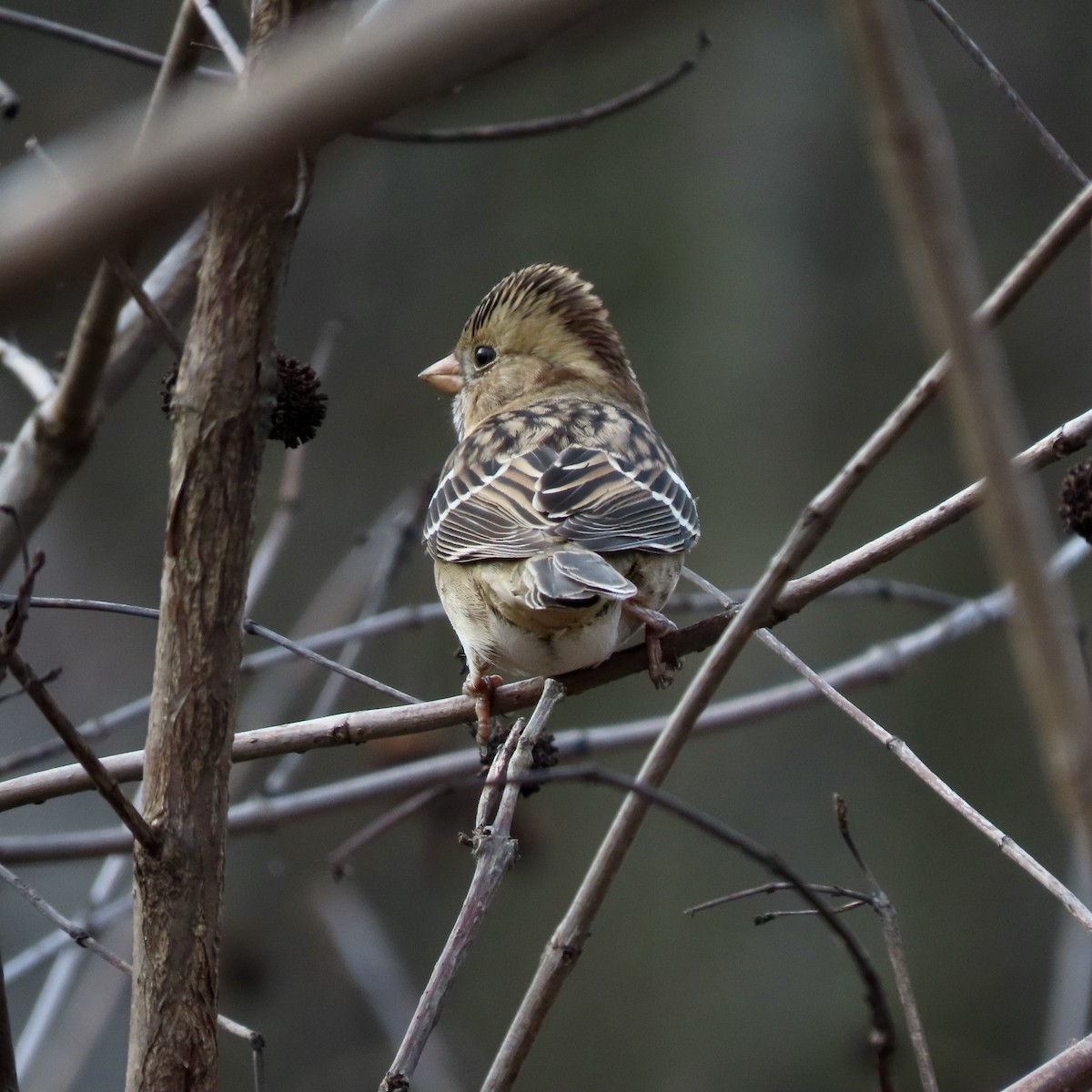 Harris's Sparrow - ML645450489