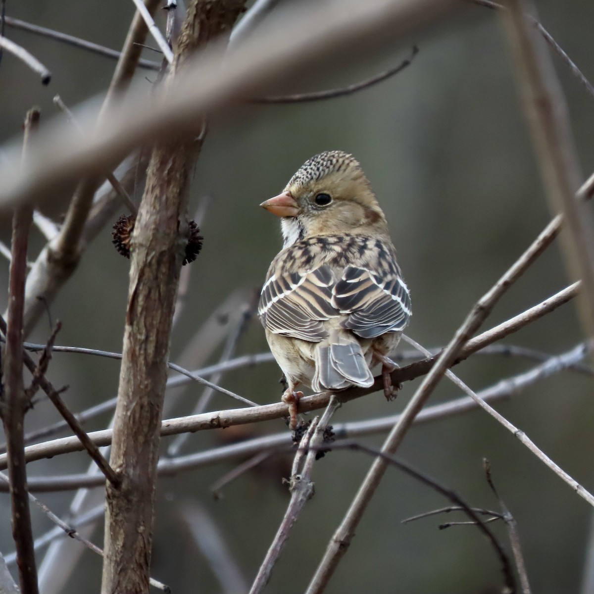 Harris's Sparrow - ML645450490