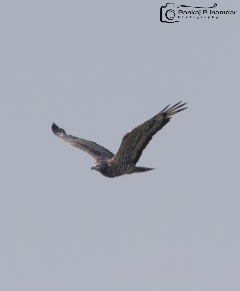 Осоїд чубатий - ML645450492