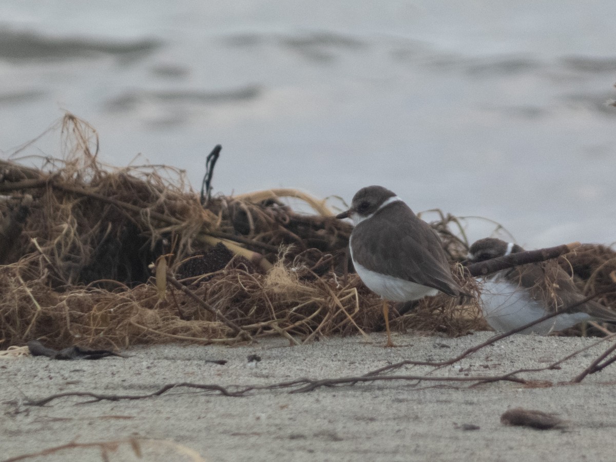 Semipalmated Plover - ML645450494