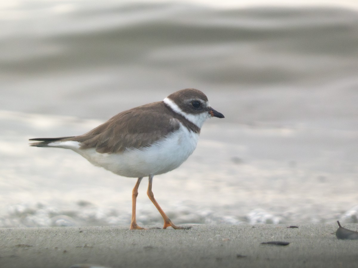 Semipalmated Plover - ML645450495