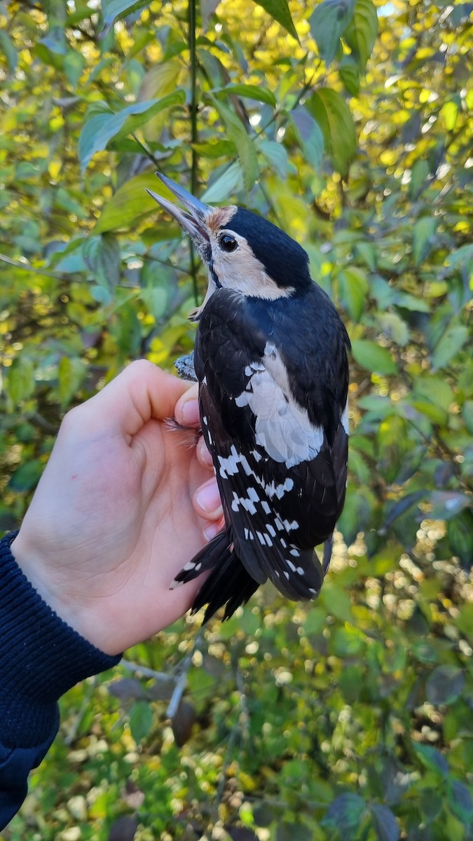 Syrian Woodpecker - ML645450496