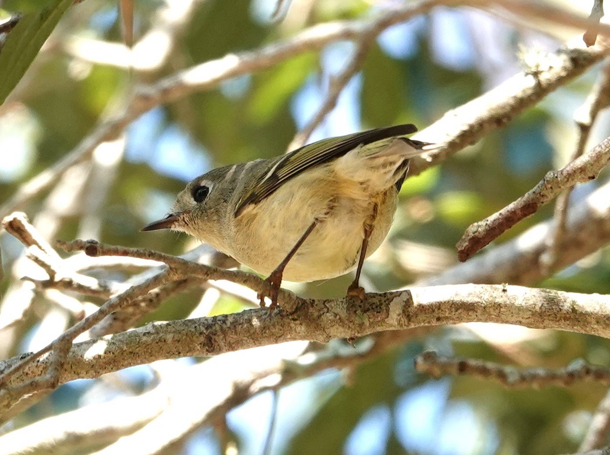 Ruby-crowned Kinglet - ML645450513