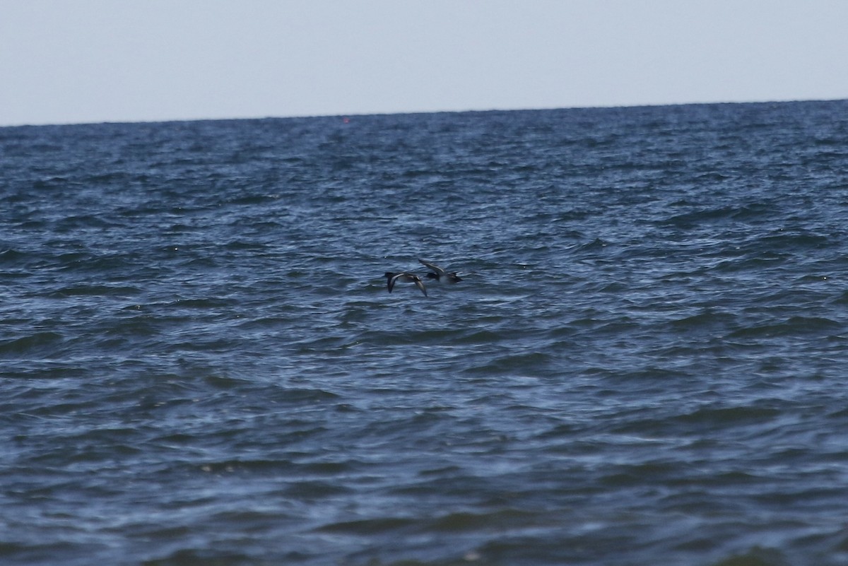 Greater Scaup - ML645450516