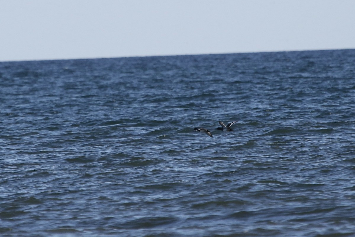 Greater Scaup - ML645450517
